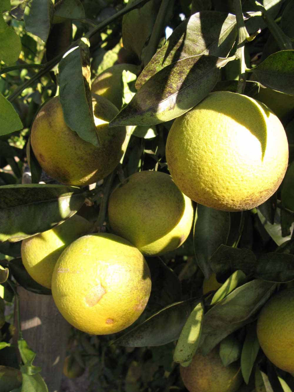              Fruit (Winter Haven, FL)       